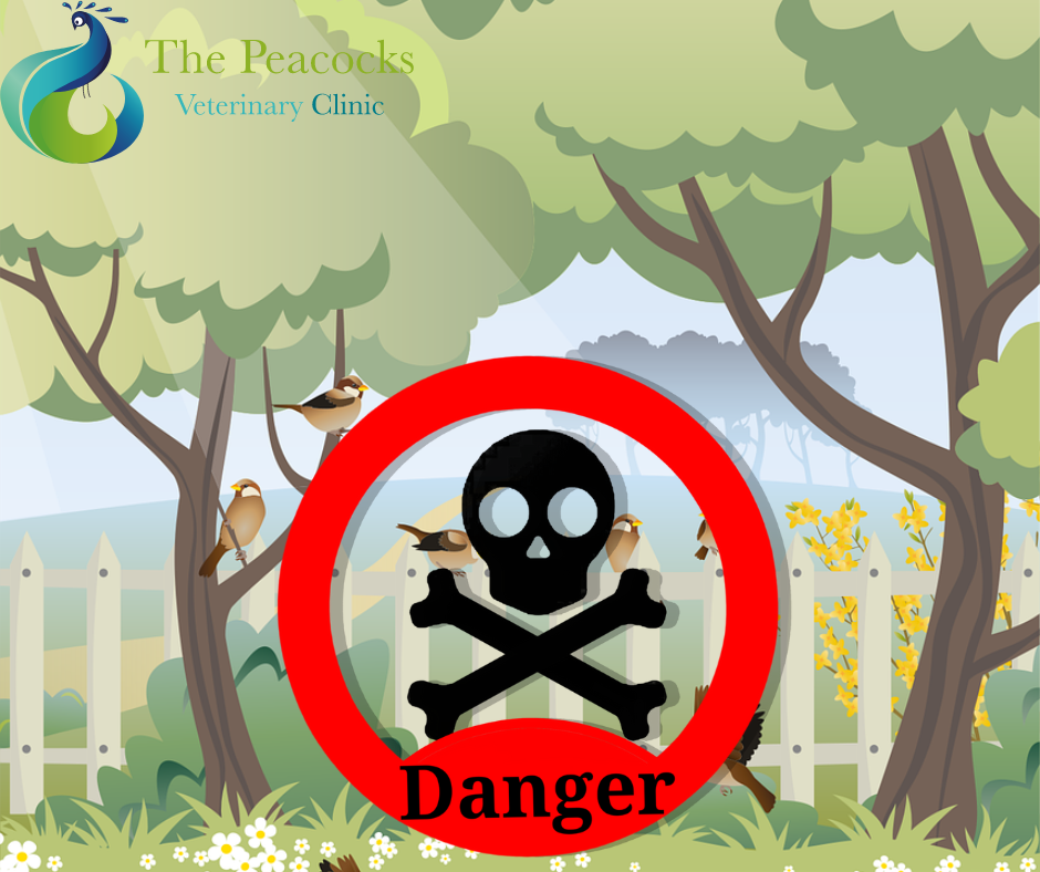 Are there dangers in my garden and the great outdoors?